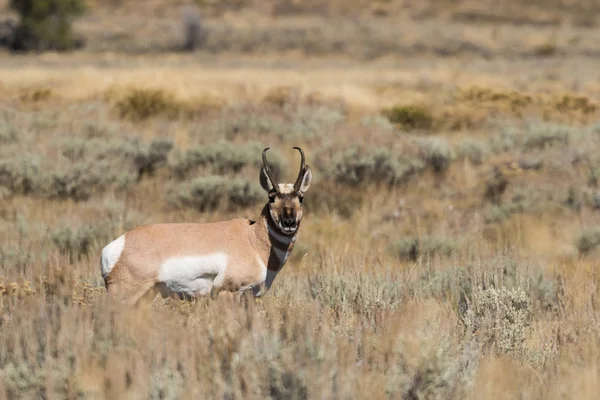 Pronghorn antilope buck — Foto Stock