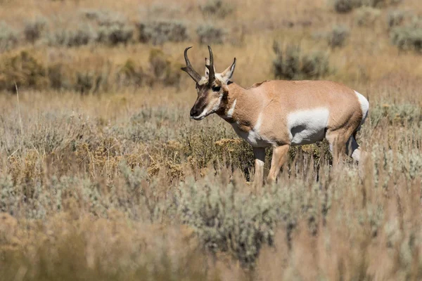 Antylopa pronghornowa Buck — Zdjęcie stockowe