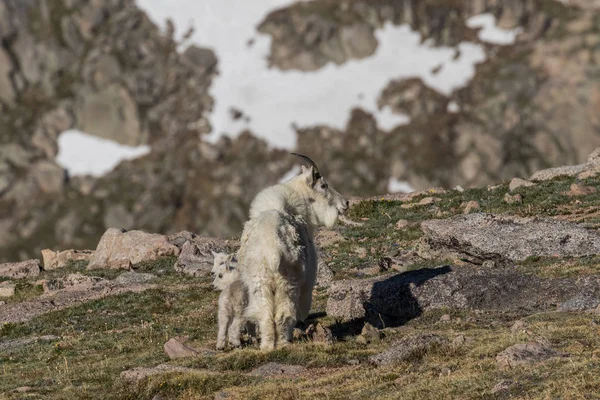 Dağ keçisi dadı ve Her genç — Stok fotoğraf