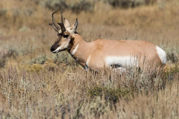 Pronghorn 영양 벅 — 스톡 사진