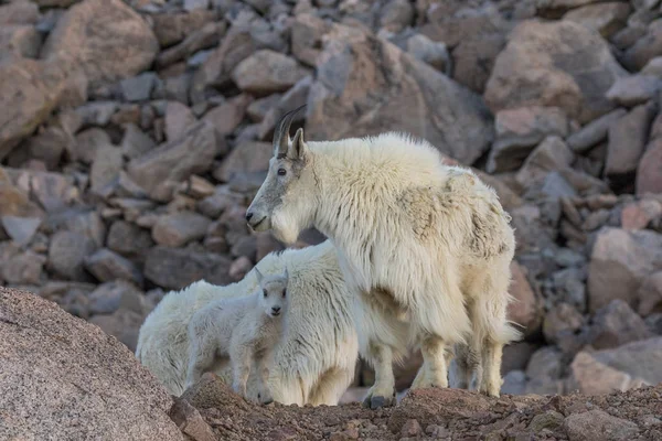 Dağ keçisi dadı ve Her genç
