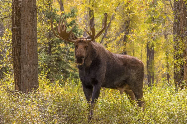 Bull Shiras Moose en otoño — Foto de Stock