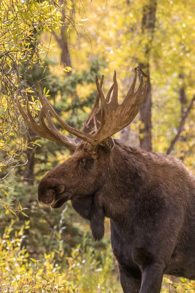 Bull Shiras Moose en automne — Photo