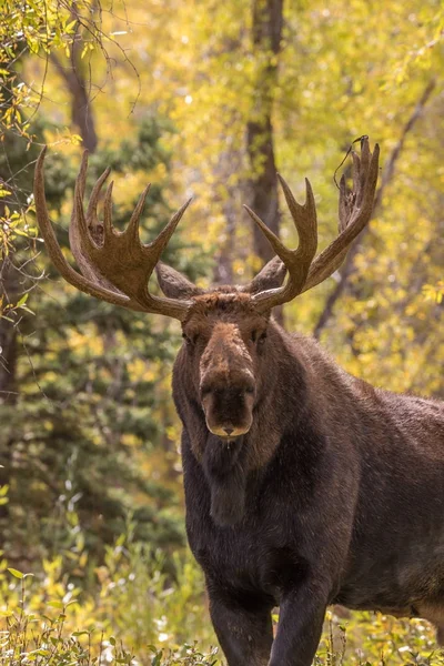 Toro Moose Retrato —  Fotos de Stock