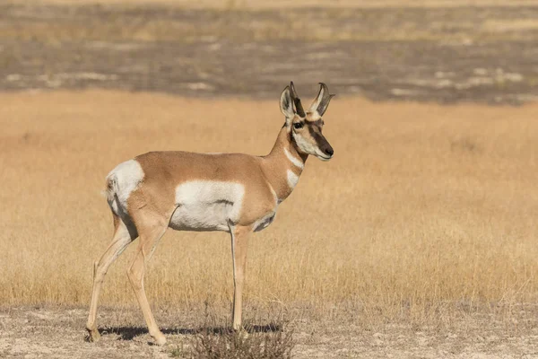 Antilopa Bucková — Stock fotografie