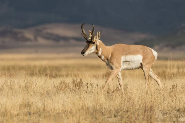 Pronghorn Antelope Buck — Stock Photo, Image