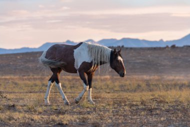 Güzel vahşi at (mustang)