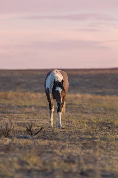 Piękny koń dziki (mustang) — Zdjęcie stockowe