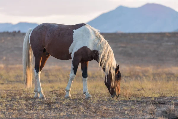 Beau cheval sauvage (mustang ) — Photo