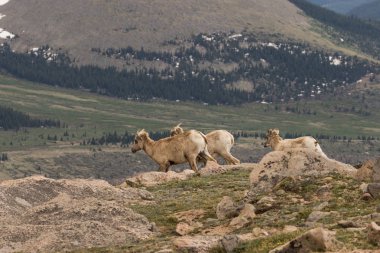 Kayalık dağ Bighorn koyun koyun