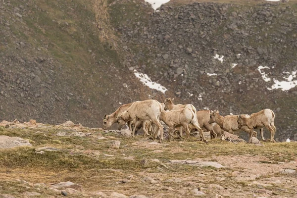Kayalık dağ Bighorn koyun koyun — Stok fotoğraf