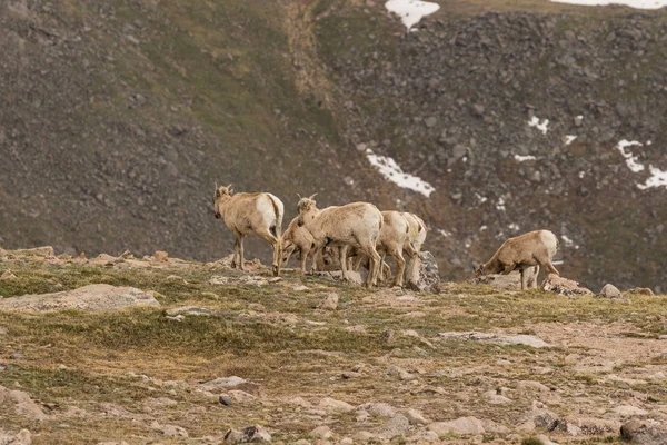 Βραχώδες βουνό Bighorn πρόβατα προβατίνες — Φωτογραφία Αρχείου