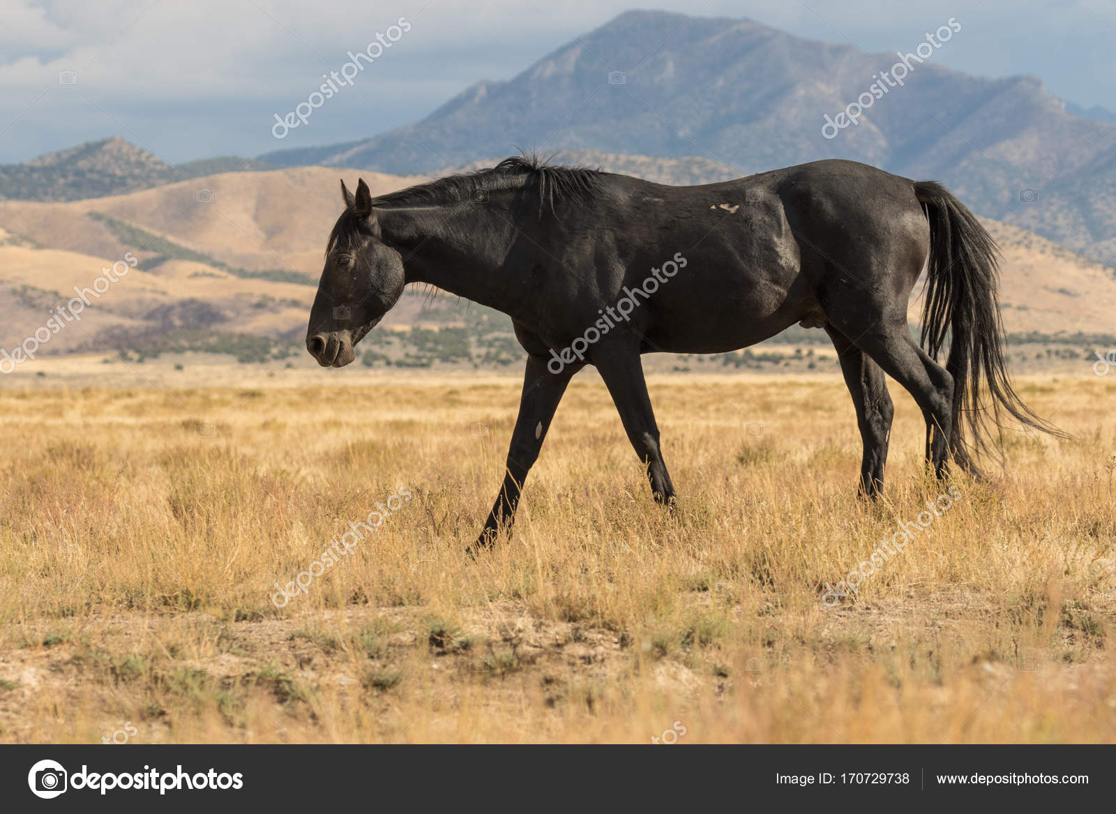 Majestueux Cheval Sauvage Image Libre De Droit Par Twildlife C Majestueux Cheval Sauvage Image Libre De Droit Par Twildlife C