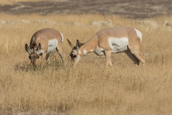 Pronghorn Antelope κάνει — Φωτογραφία Αρχείου