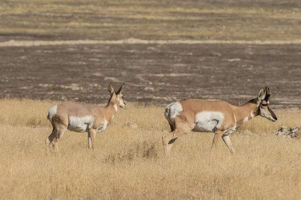 Pronghorn Antilope Buck und Doedoe — Stockfoto
