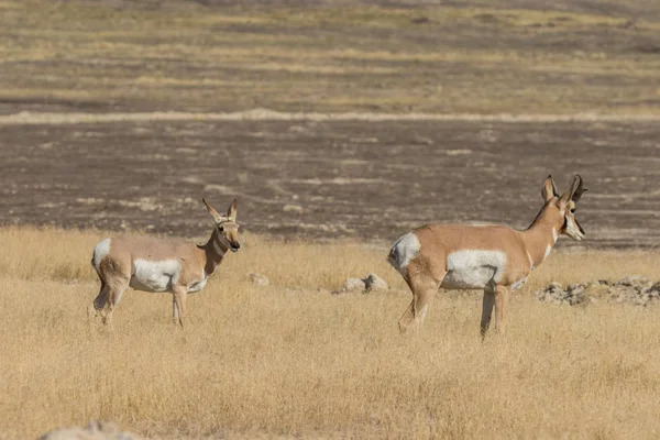 Pronghorn Antelope Buck et DoeDoe — Photo