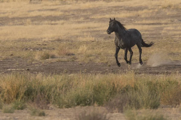 Cavalo selvagem majestoso — Fotografia de Stock