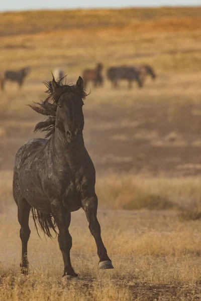 Cavalo selvagem majestoso — Fotografia de Stock