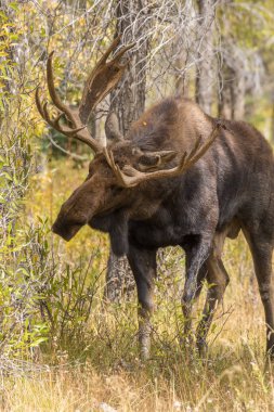 Kötü durumda olan sonbahar tek boğa geyiği