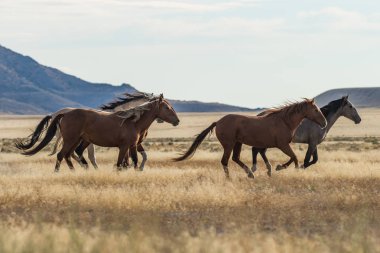 Vahşi atlar (mustang sürüsü)