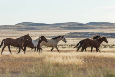 Vahşi atlar (mustang sürüsü)