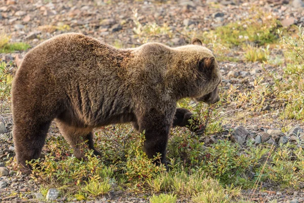 Medvěd grizzly na Aljašce — Stock fotografie