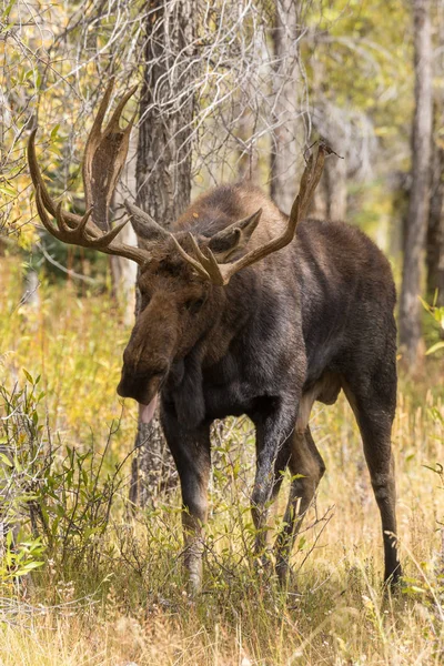 Bull Moose in de sleur van de val — Stockfoto