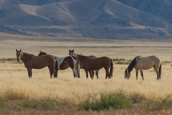 Vahşi atlar (mustang sürüsü)