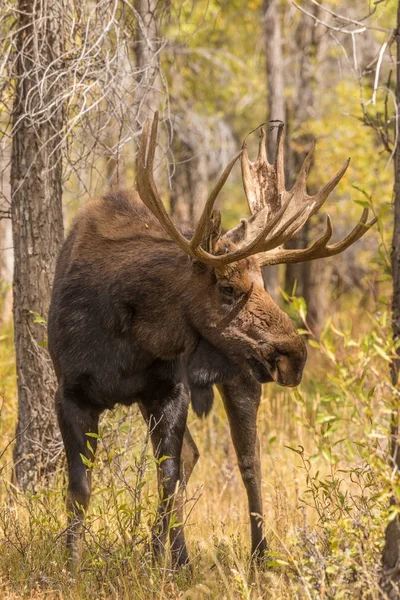 Bull Moose no Rut de Outono — Fotografia de Stock