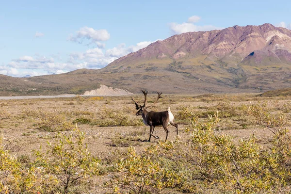 Rumišti Caribou býk v sametu — Stock fotografie