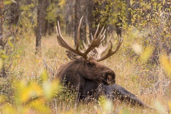 Bull Moose syksyn aikana — kuvapankkivalokuva