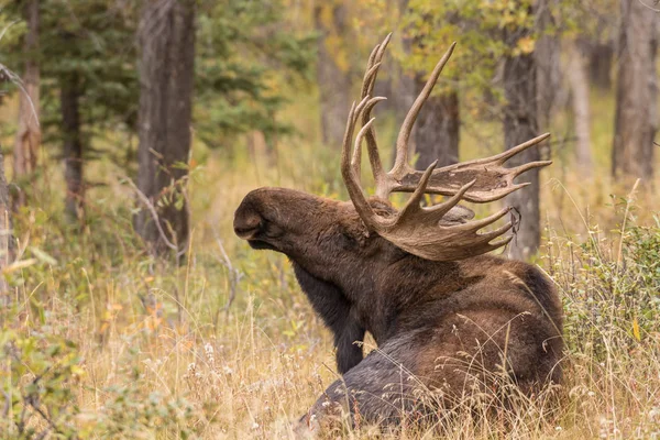 Bull Moose tijdens the Fall sleur — Stockfoto