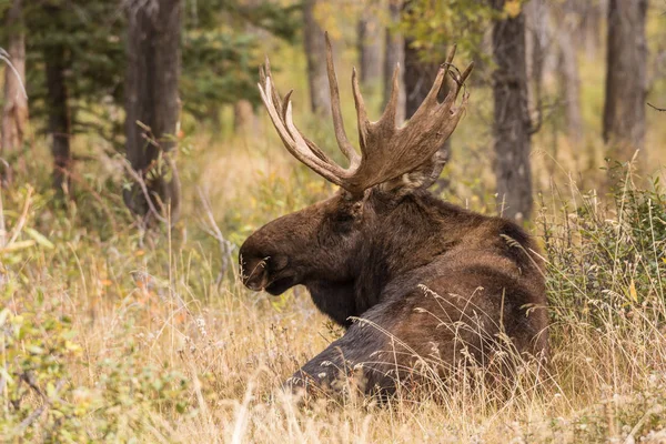 Bull Moose tijdens the Fall sleur — Stockfoto