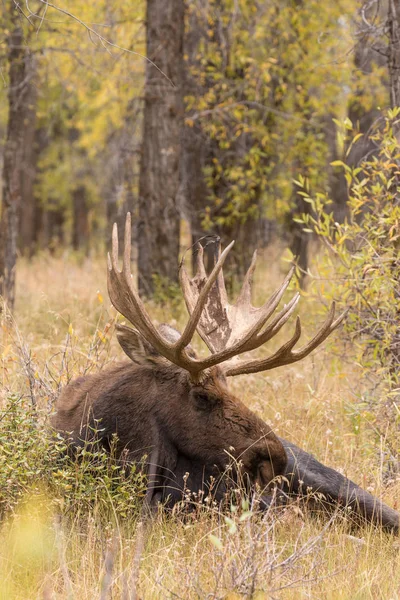 Bull Moose tijdens the Fall sleur — Stockfoto