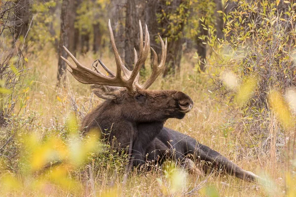 Bull Moose tijdens the Fall sleur — Stockfoto