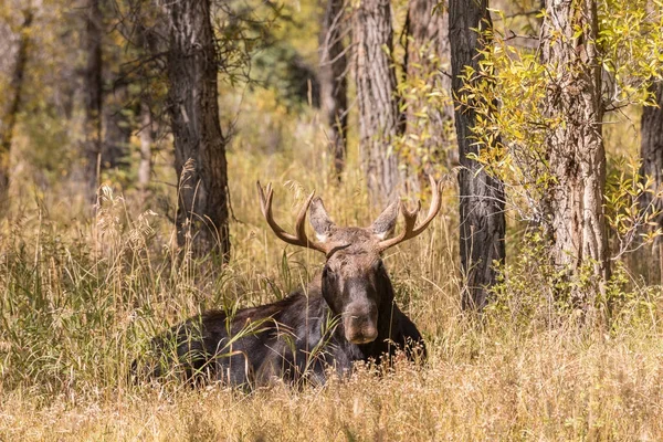 Bull Moose tijdens the Fall sleur — Stockfoto