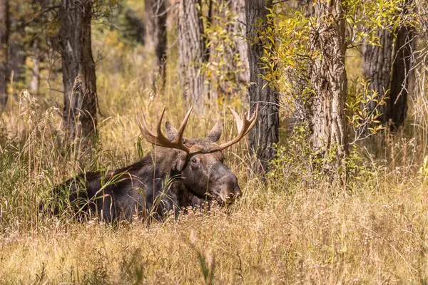 Bull Moose tijdens the Fall sleur — Stockfoto