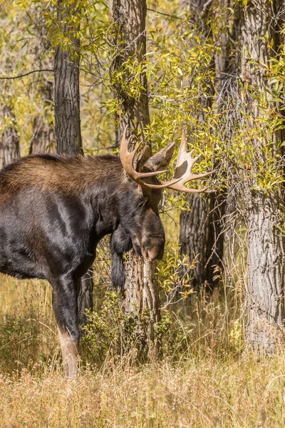 Bull Moose During the Fall rut