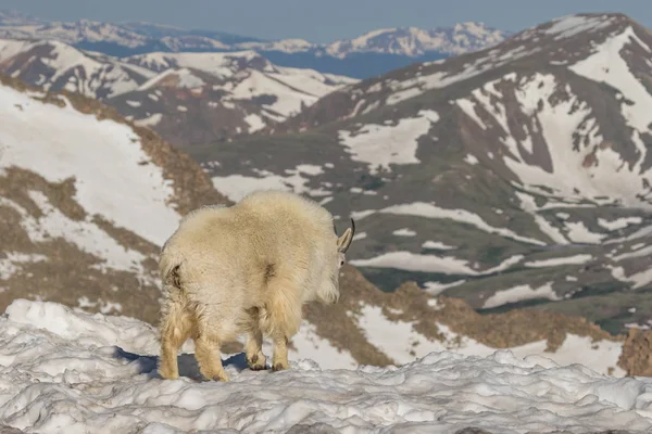 Chèvre de montagne royale — Photo