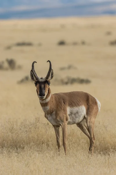 Antilopa Bucková — Stock fotografie