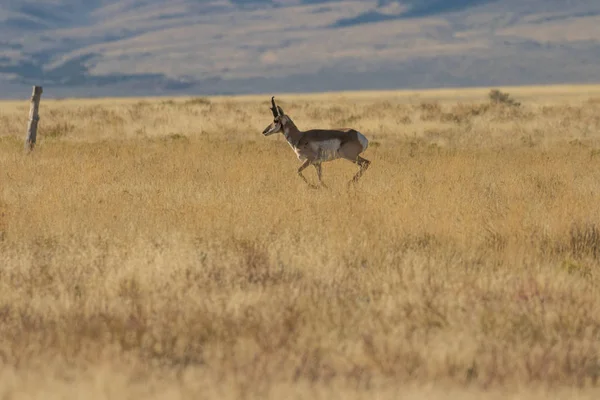 Pronghorn Antilopenbuck — Stockfoto