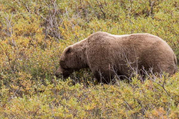 Oso pardo en Alaska —  Fotos de Stock