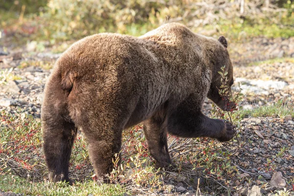 Medvěd grizzly na Aljašce — Stock fotografie