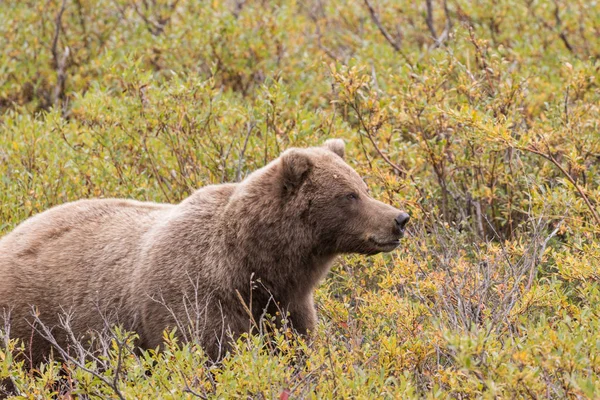 Medvěd grizzly na Aljašce — Stock fotografie