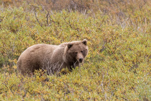 Orso Grizzly in Alaska — Foto Stock
