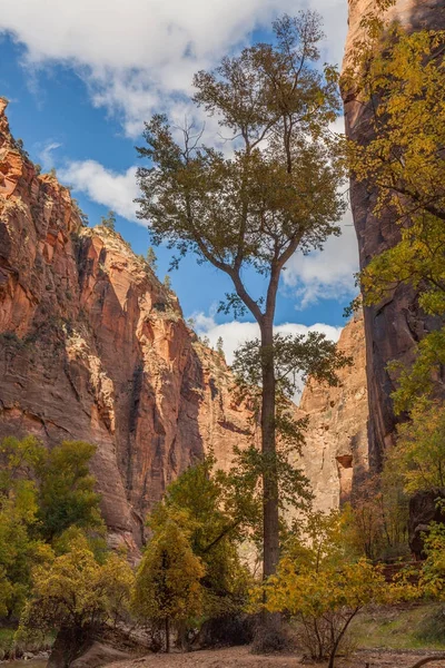Otoño en el Parque Nacional de Zion — Foto de Stock