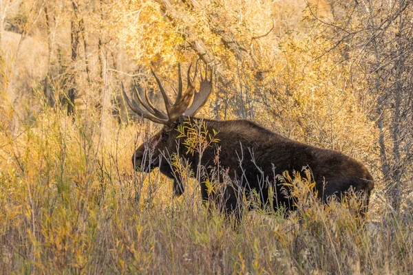 Elchbulle im Herbst — Stockfoto