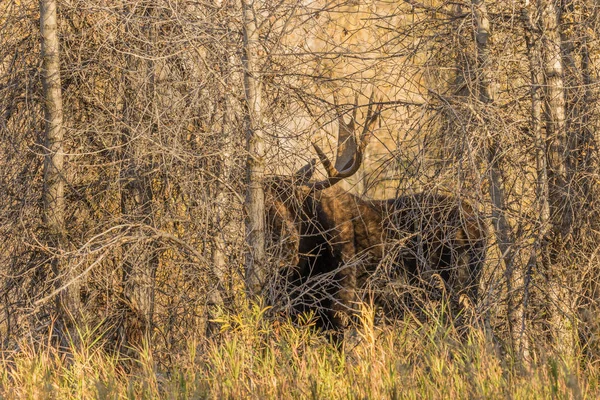 Bull Moose in autunno — Foto Stock