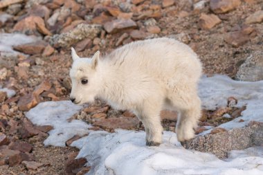 Sevimli dağ keçisi çocuk