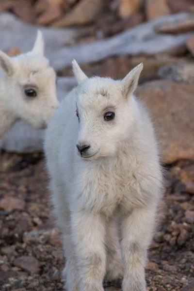 Mignon enfant de chèvre de montagne — Photo